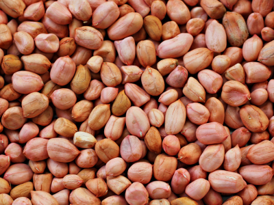 Groundnut